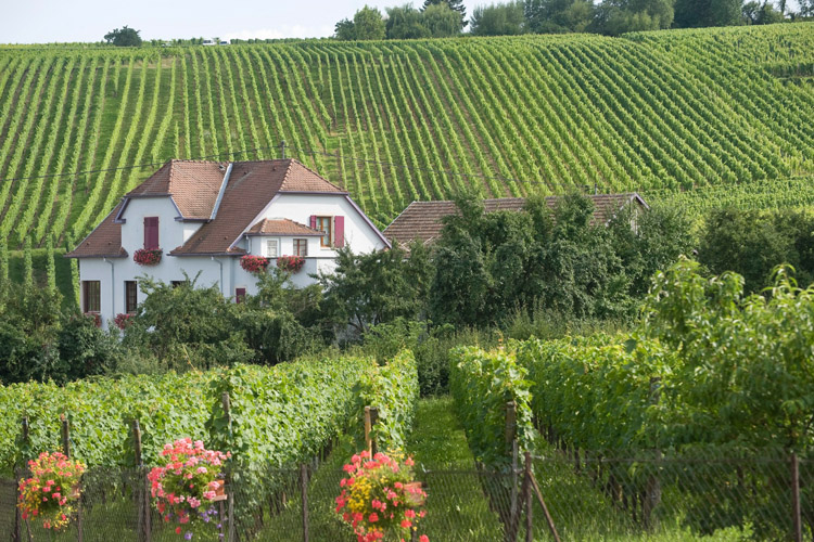 Investor interest in French vineyards gathering pace